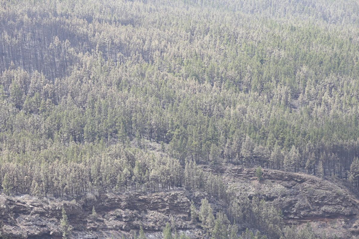 Estabilizado el incendio de Tenerife