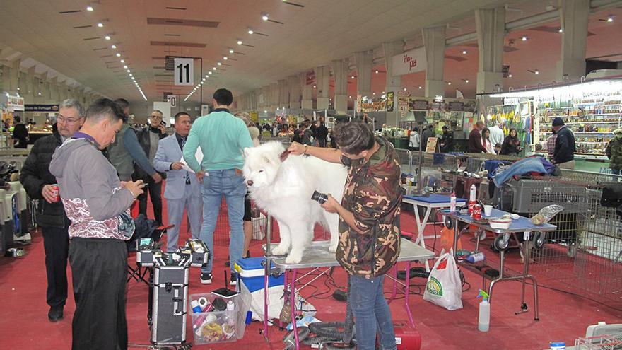 Las Protectoras que participan en el Salón, realizarán un desfile pro-adopción