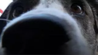 Entra en vigor la 'Ley de Bienestar animal'