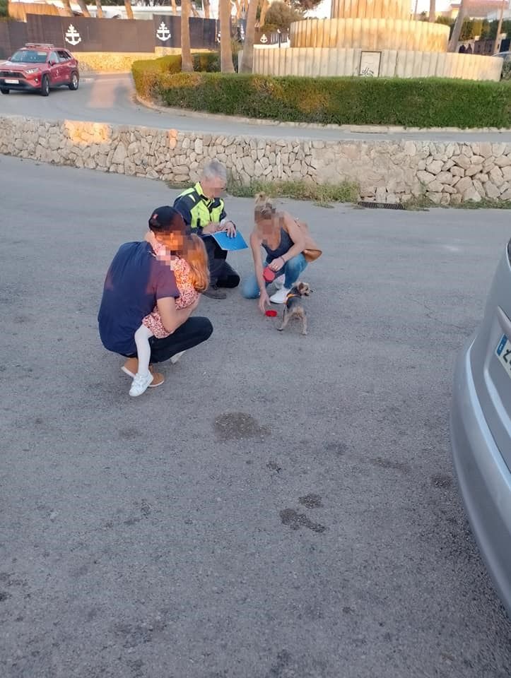 Así ha sido rescate de una perrita Yorkshire en un acantilado de 30 metros en Mallorca