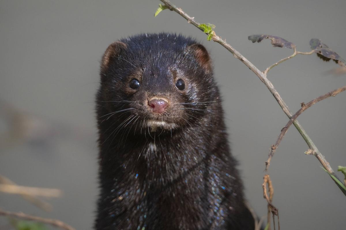 Un visó americà a Manresa