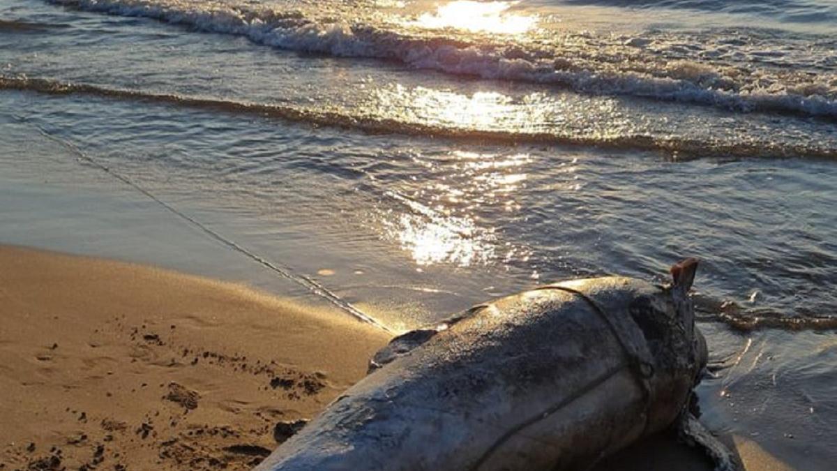 El cadáver del delfín en la orilla de La Patacona.