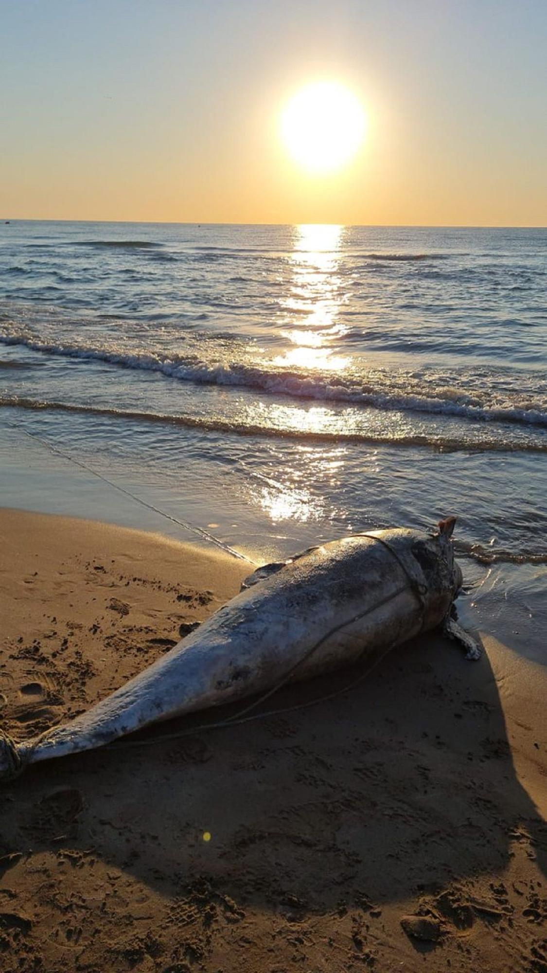 El cadáver del delfín en la orilla de La Patacona.