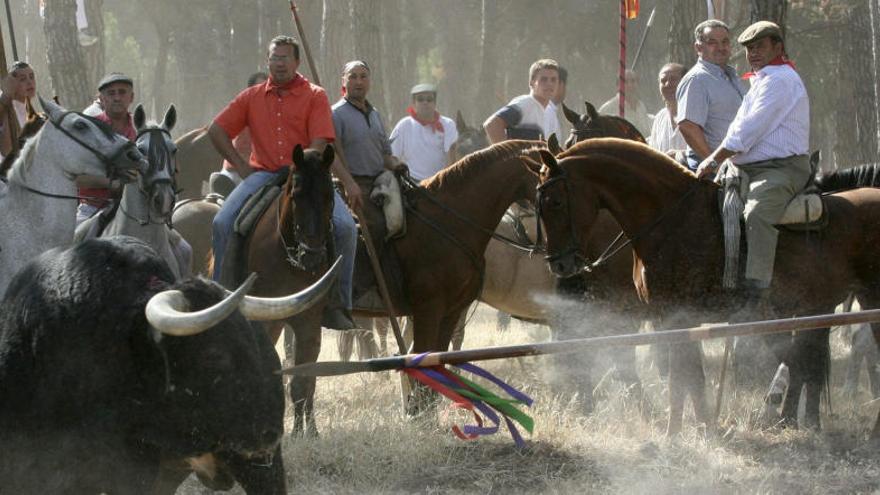 La Junta prohíbe a Tordesillas celebrar el Toro de la Vega