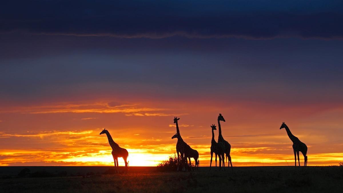 Jirafas en Kenia