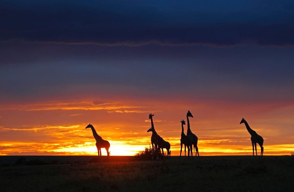 Jirafas en Kenia