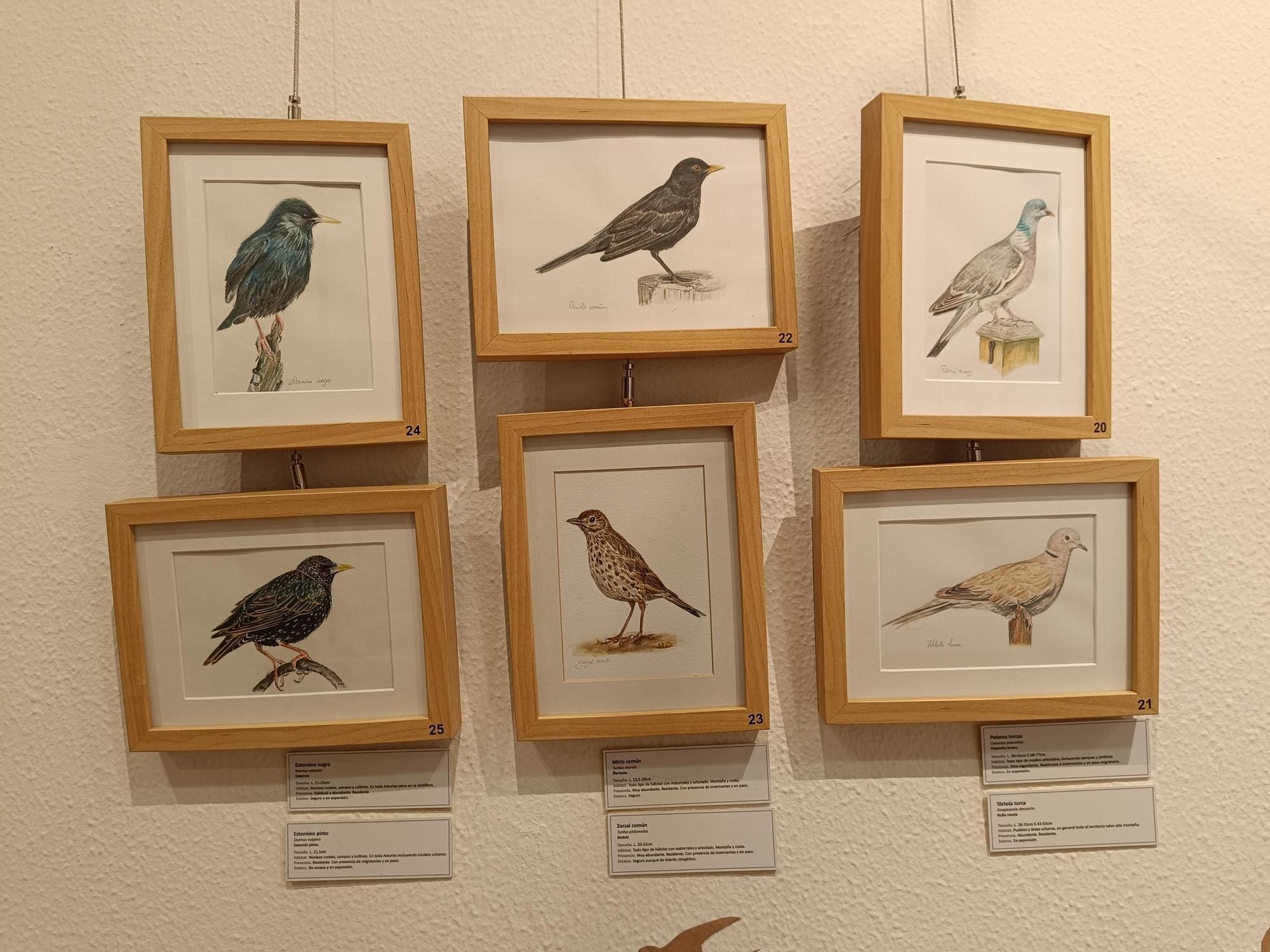 "Aves de tu entorno", la exposición de Isabel González en Posada de Llanera