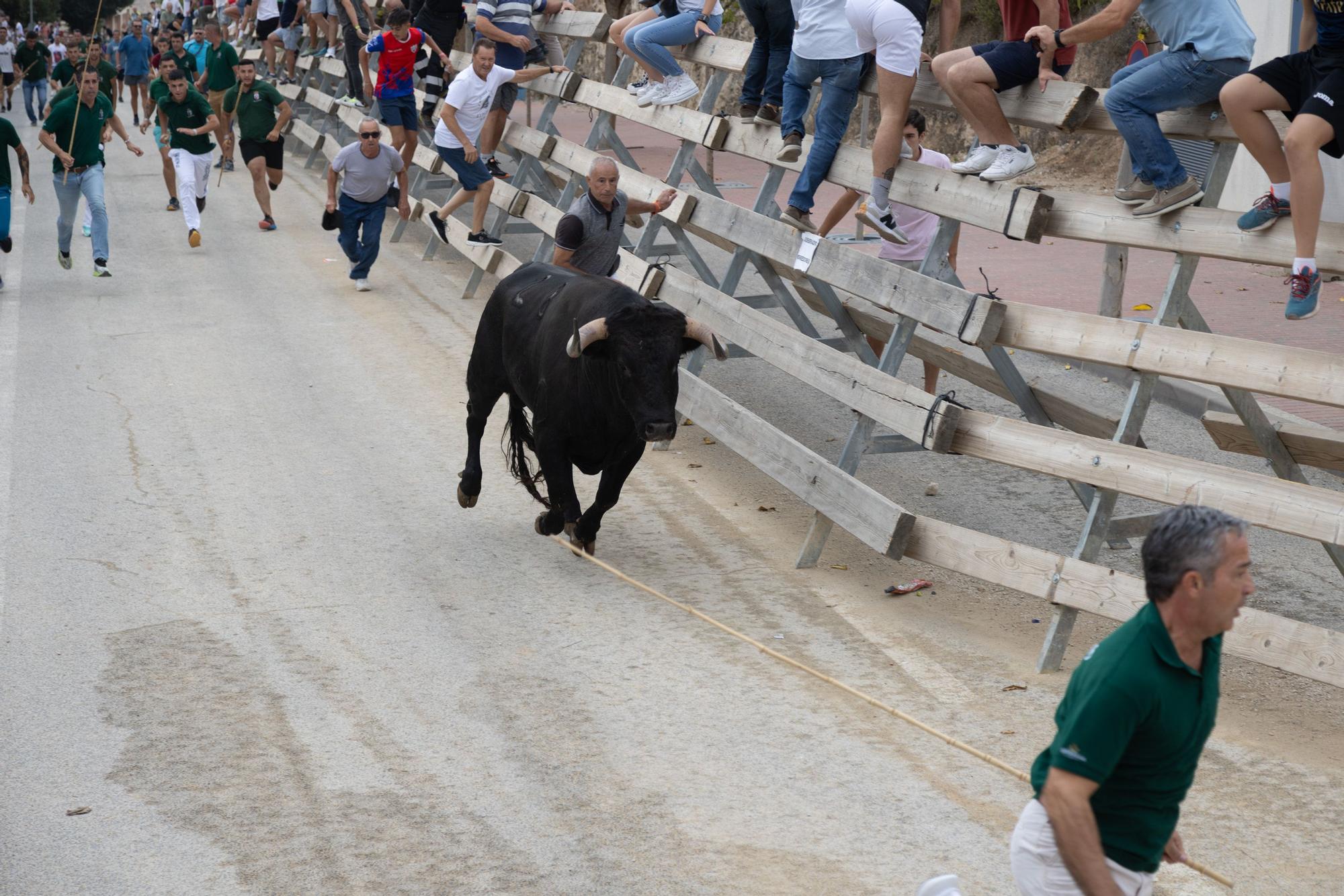 Tercer encierro de la Feria Taurina del Arroz en Calasparra