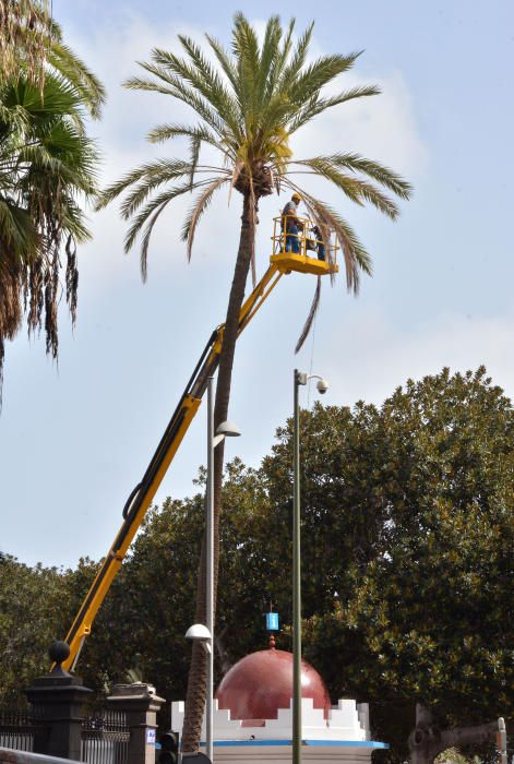 PODA PALMERA SAN TELMO