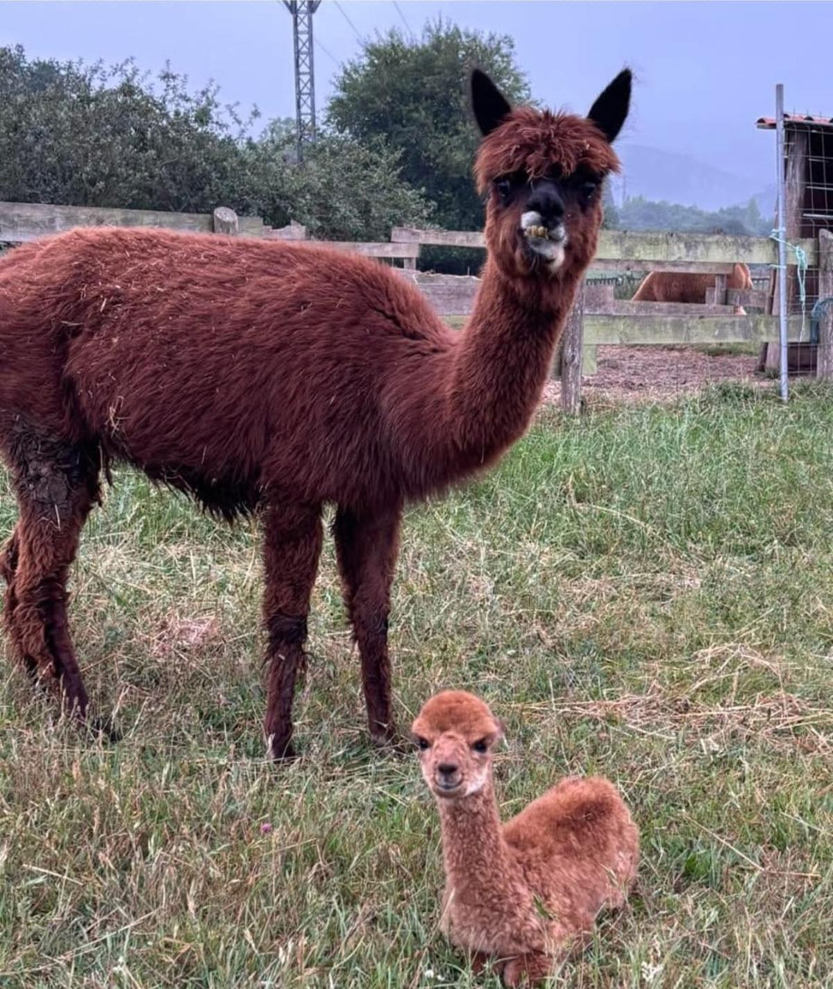 El pequeño "Fermín", con su madre "Carmen", en núcleo zoológico de Llanera.
