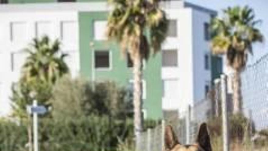 Betxí lanza una campaña para reducir los excrementos de canes en las calles