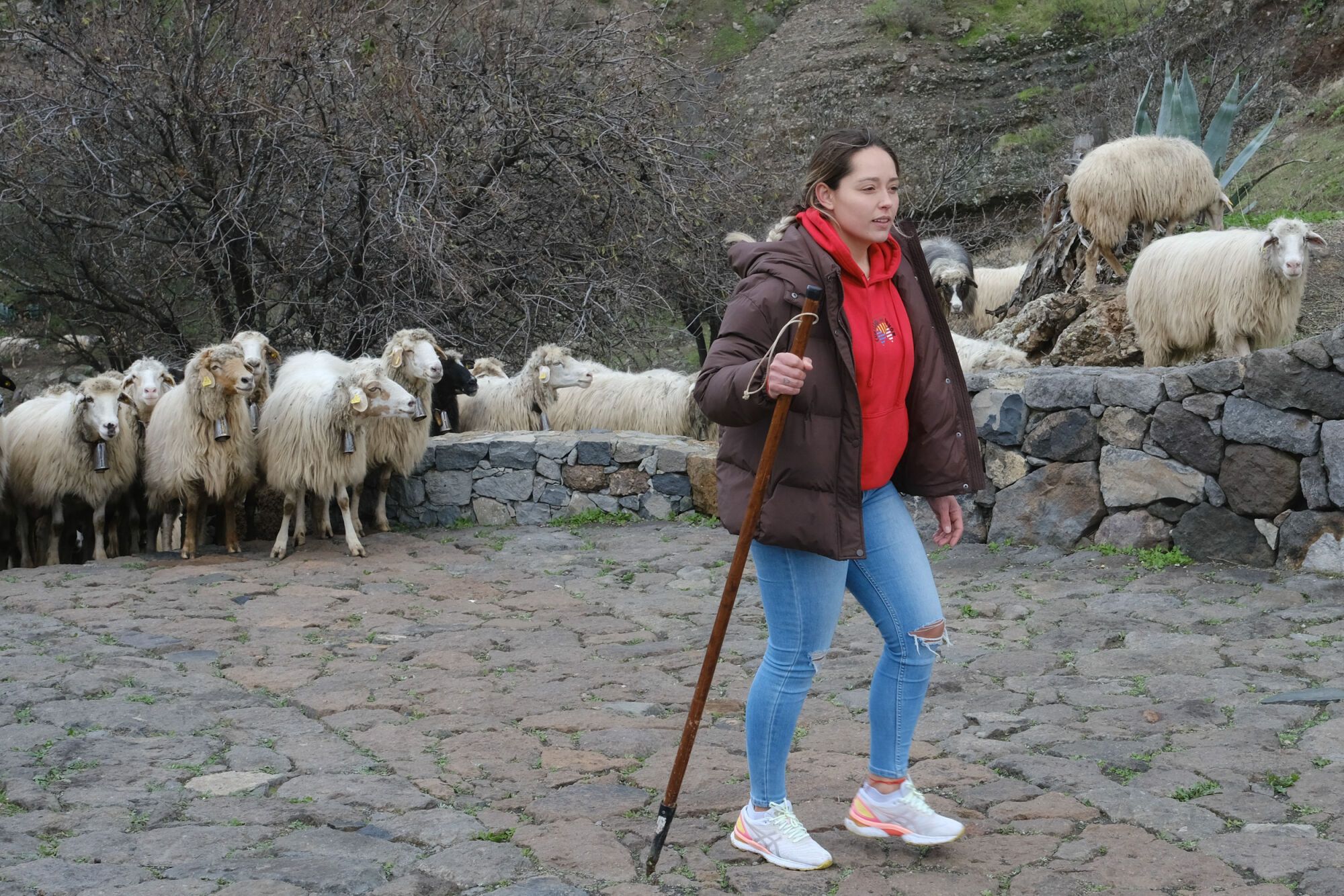 Transhumancia en Tejeda