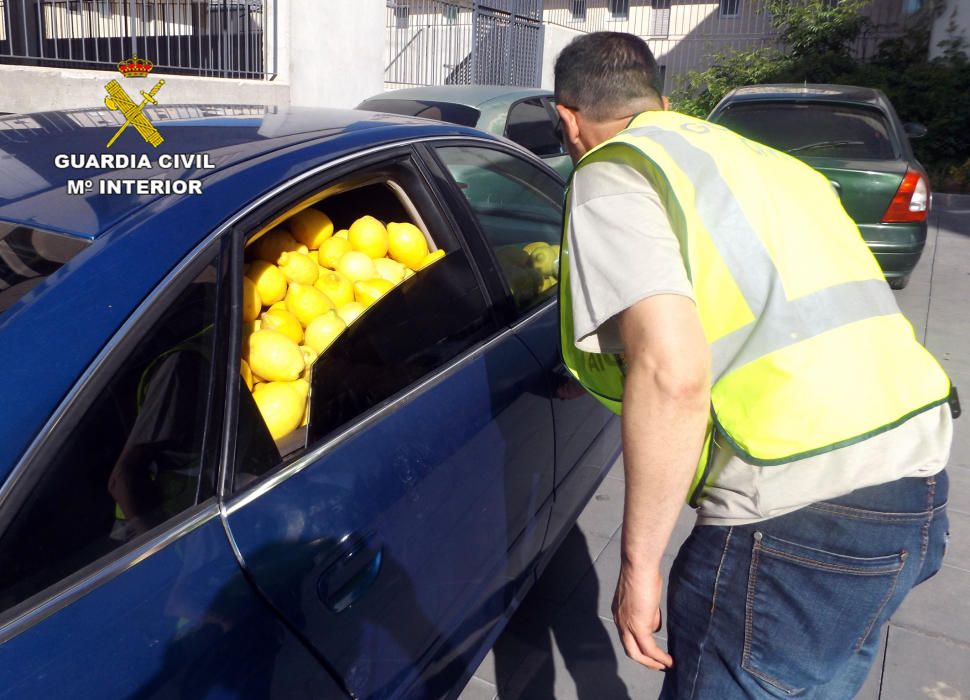 La Guardia Civil ha desmantelado un nutrido grupo delictivo dedicado a la sustracción de cítricos en el Valle del Guadalentín