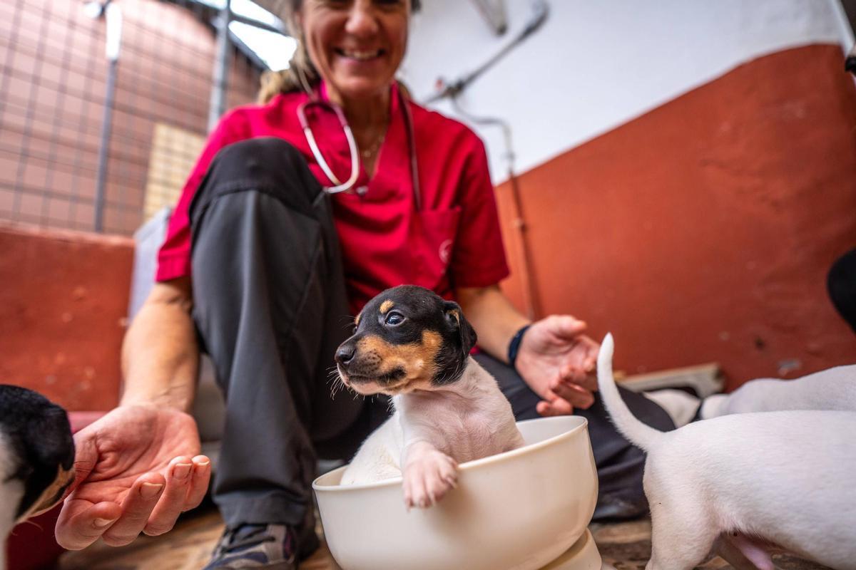 La veterinaria, Miriam Nieto, pesando a los cachorros.