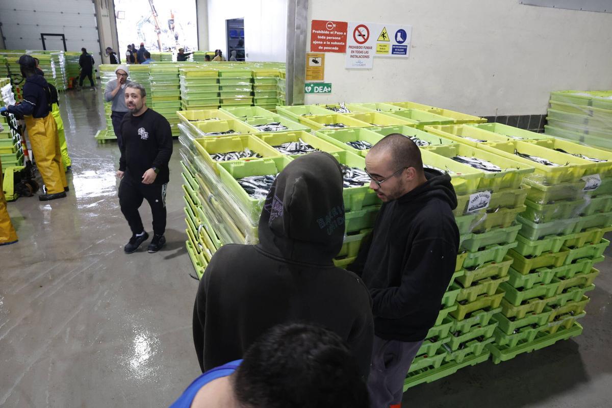 EN IMÁGENES: "Intensa y épica" descarga en Lonja Gijón: más de 65.000 cajas de bocarte y 550.000 kilos de pescado rulado