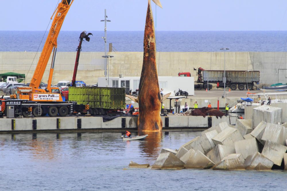 Extracció de la balena morta a Blanes