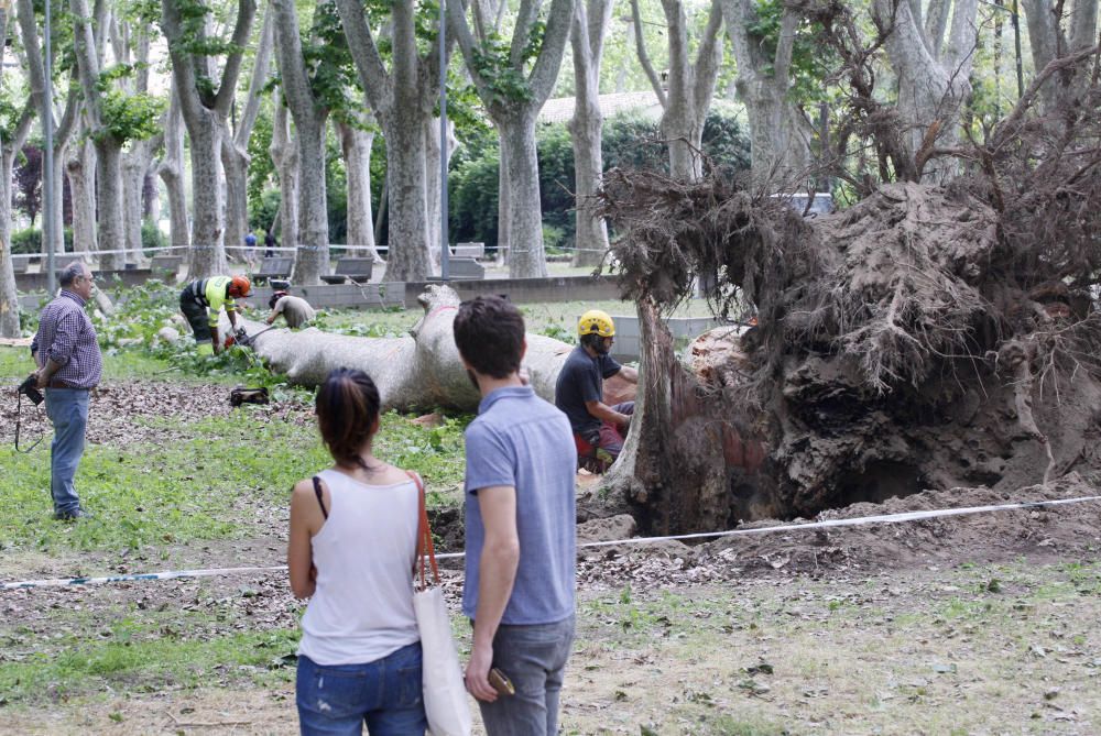 Cau un plàtan de 62 metres al parc de la Devesa