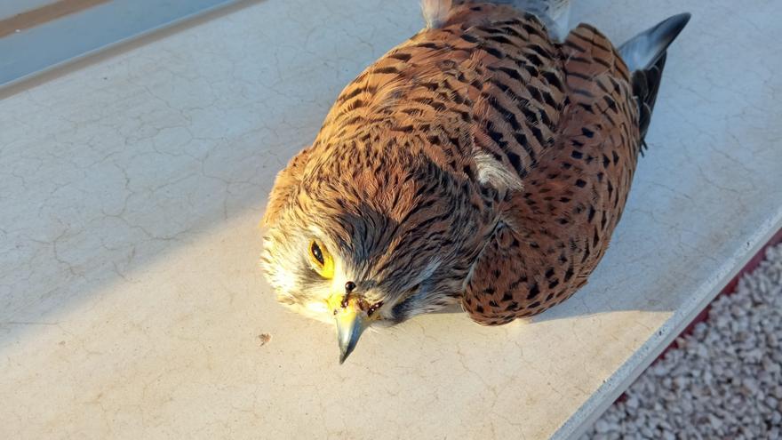 El Síndic pide evitar que las pistas de pádel sean en una trampa mortal para las aves