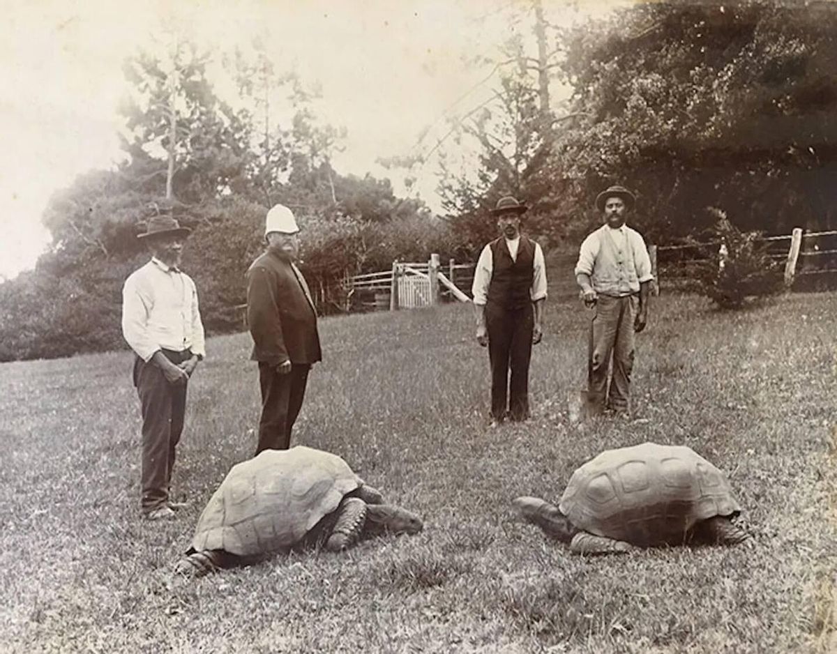 La tortuga Jonathan, a la izquierda, en una foto de finales del XIX