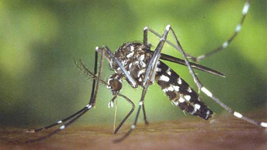 Destacan la importancia de la colaboración ciudadana para detectar al mosquito tigre