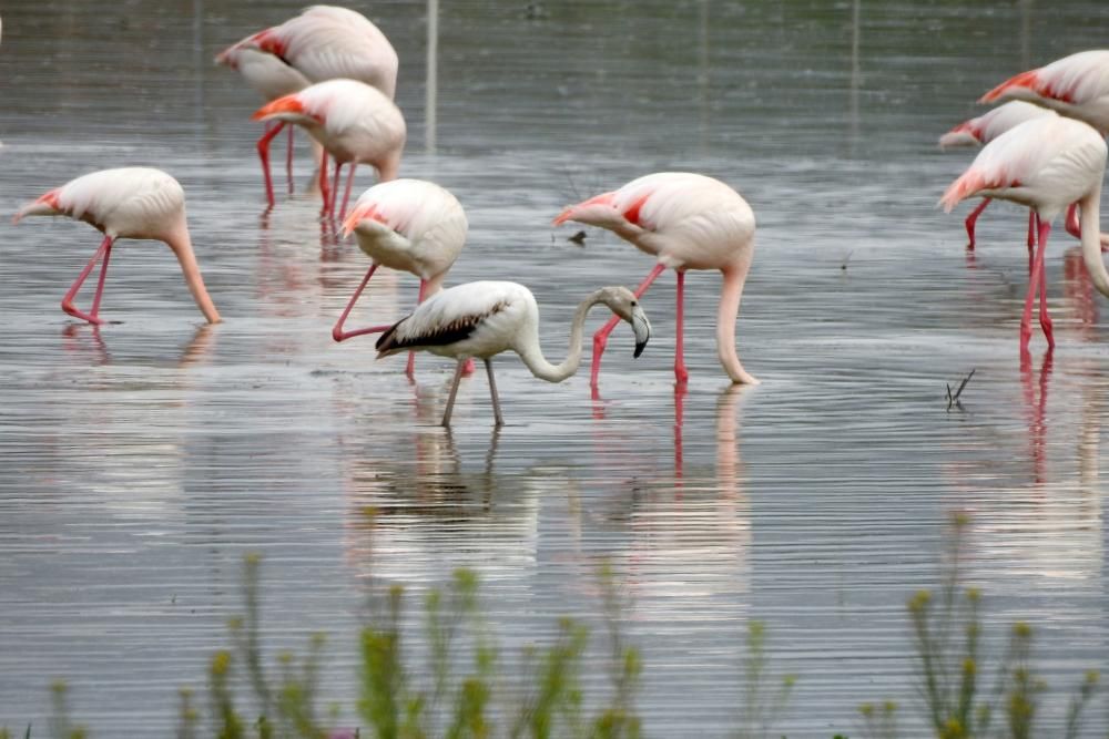 Flamencos y todo tipo de aves en la Laguna de Villena