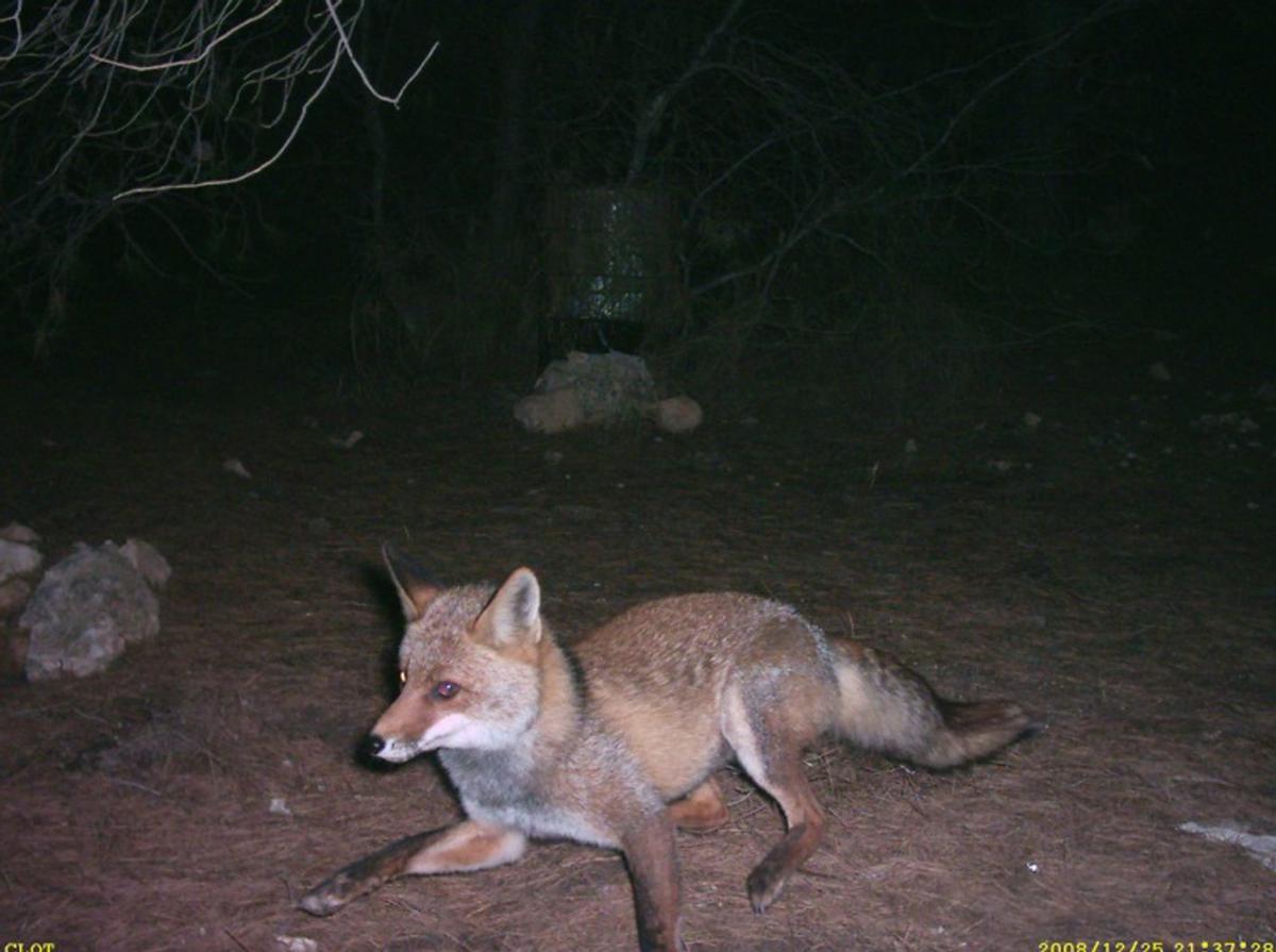 Un zorro captado por una cámara de fototrampeo en el paraje natural de El Clot de Galvany. | INFORMACIÓN