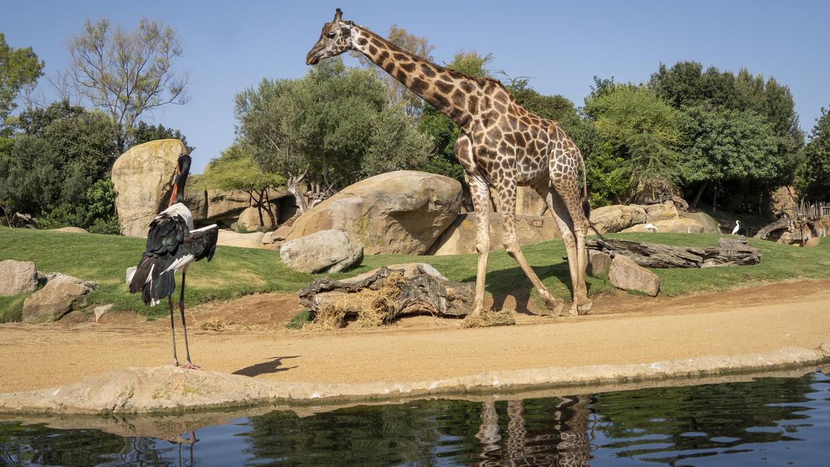 “Buenos días, jirafas” es una de las actividades gratuitas de Bioparc Valencia. ED