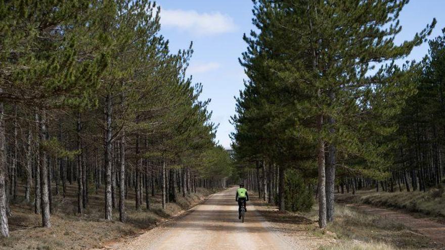 Comienzan los trabajos de mantenimiento de la señalización del Camino del Cid