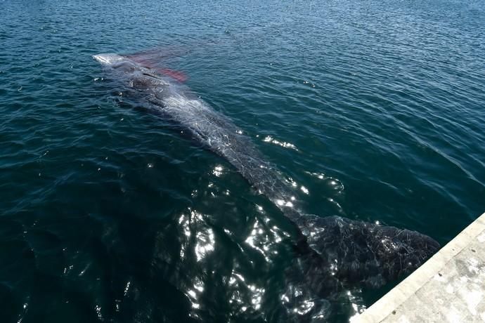 TELDE  13-03-19   TELDE. Localizan a una ballena cachalote hembra de nueve metros muerta flotando en la costa de Telde, la cual fue trasladada hasta el muelle de Taliarte a la espera de sus traslado al vertedero de Juana Grande donde le practicaran la necropsia. FOTOS: JUAN CASTRO