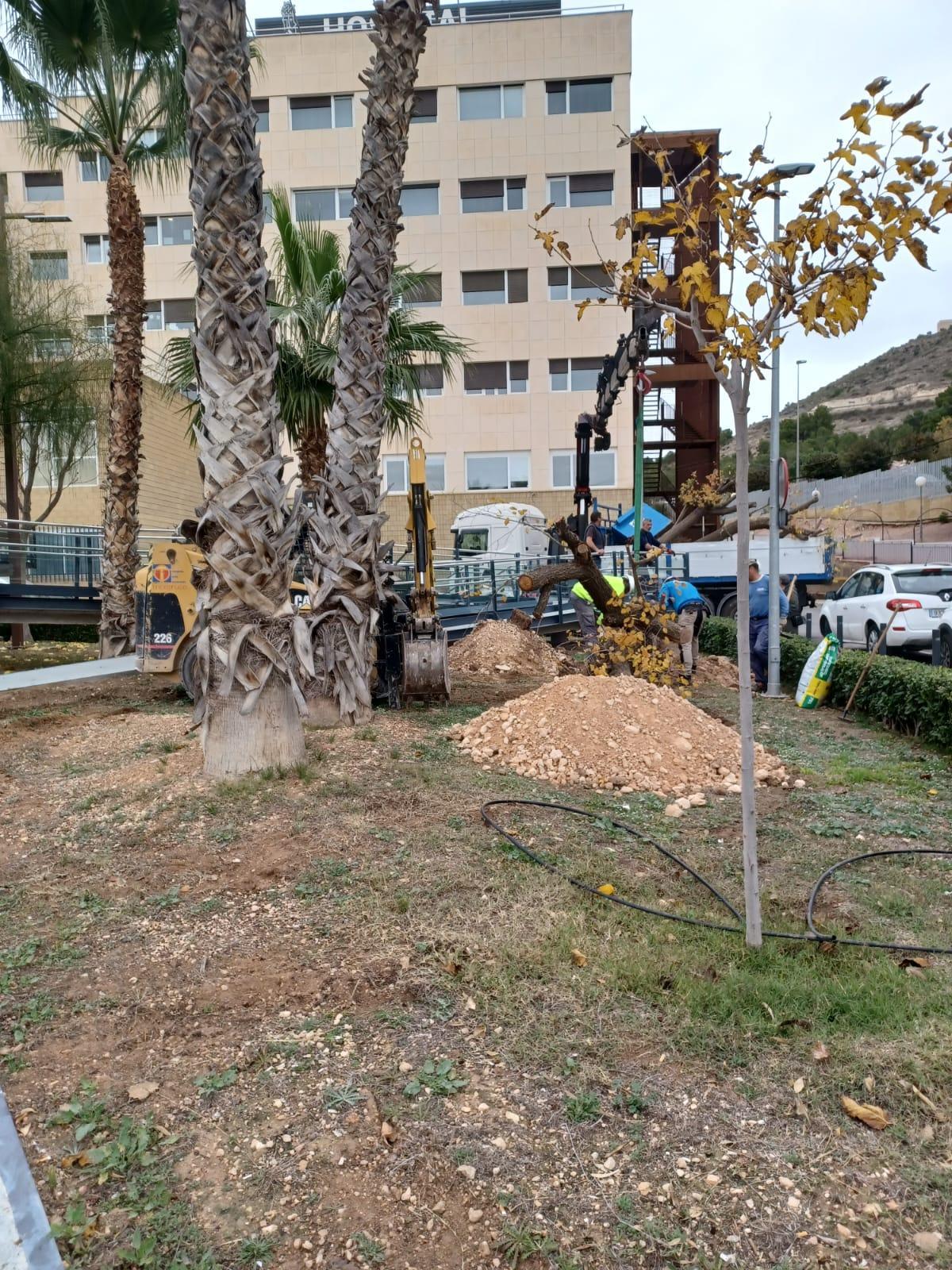 Los trabajos para trasplantar en el jardín del Hospital de Elda los árboles del colegio Miguel de Cervantes.