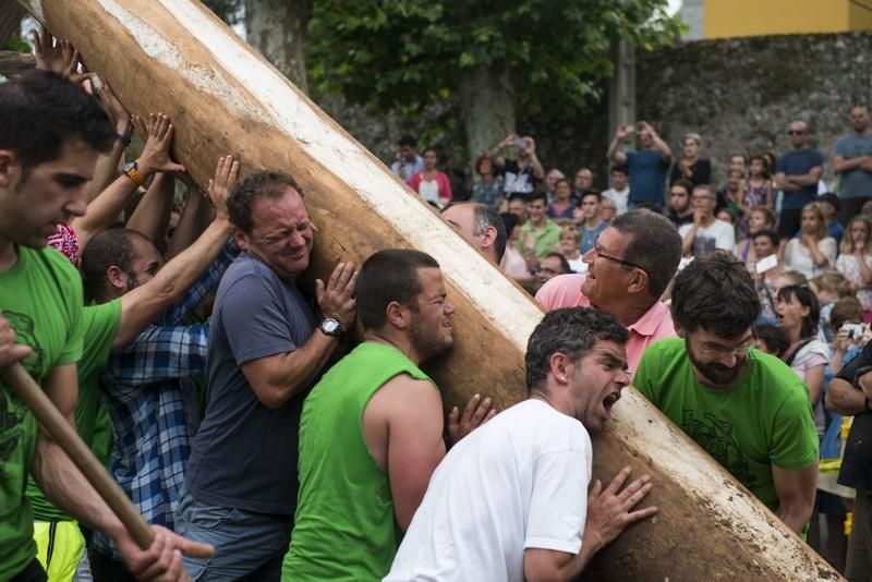 Celoriu planta su hoguera