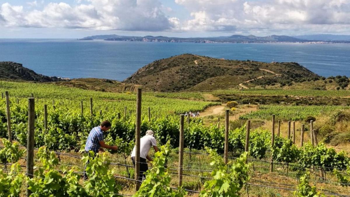 Imatge de les vinyes de Mas Marès d’Espelt Viticultors-