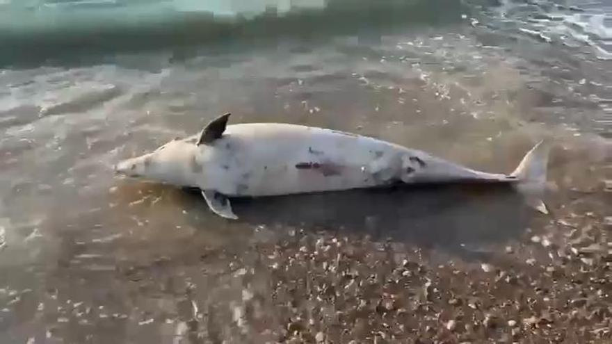 Aparece un delfín muerto en una playa de Castellón