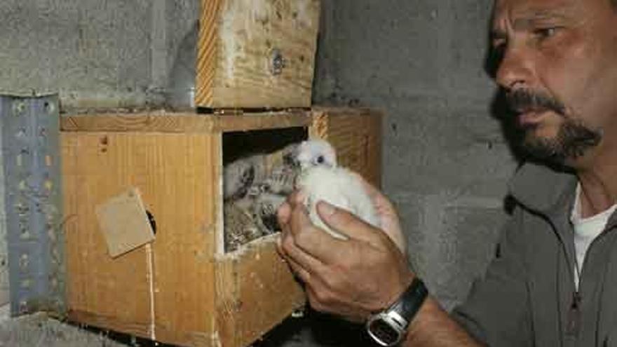 Fernando Garcés, de Grefa, revisa un nido de cernícalo primilla.