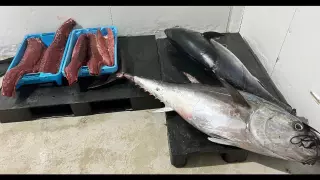 Comissen 130 quilos de tonyina vermella de pesca recreativa a Blanes i l’Escala