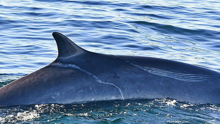 La ballena atacada por las orcas, el pasado verano. |  // BDRI