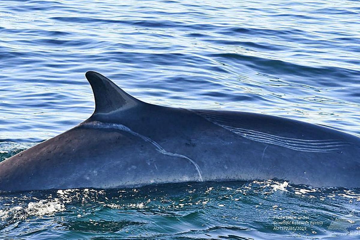 La ballena atacada por las orcas, el pasado verano. |  // BDRI