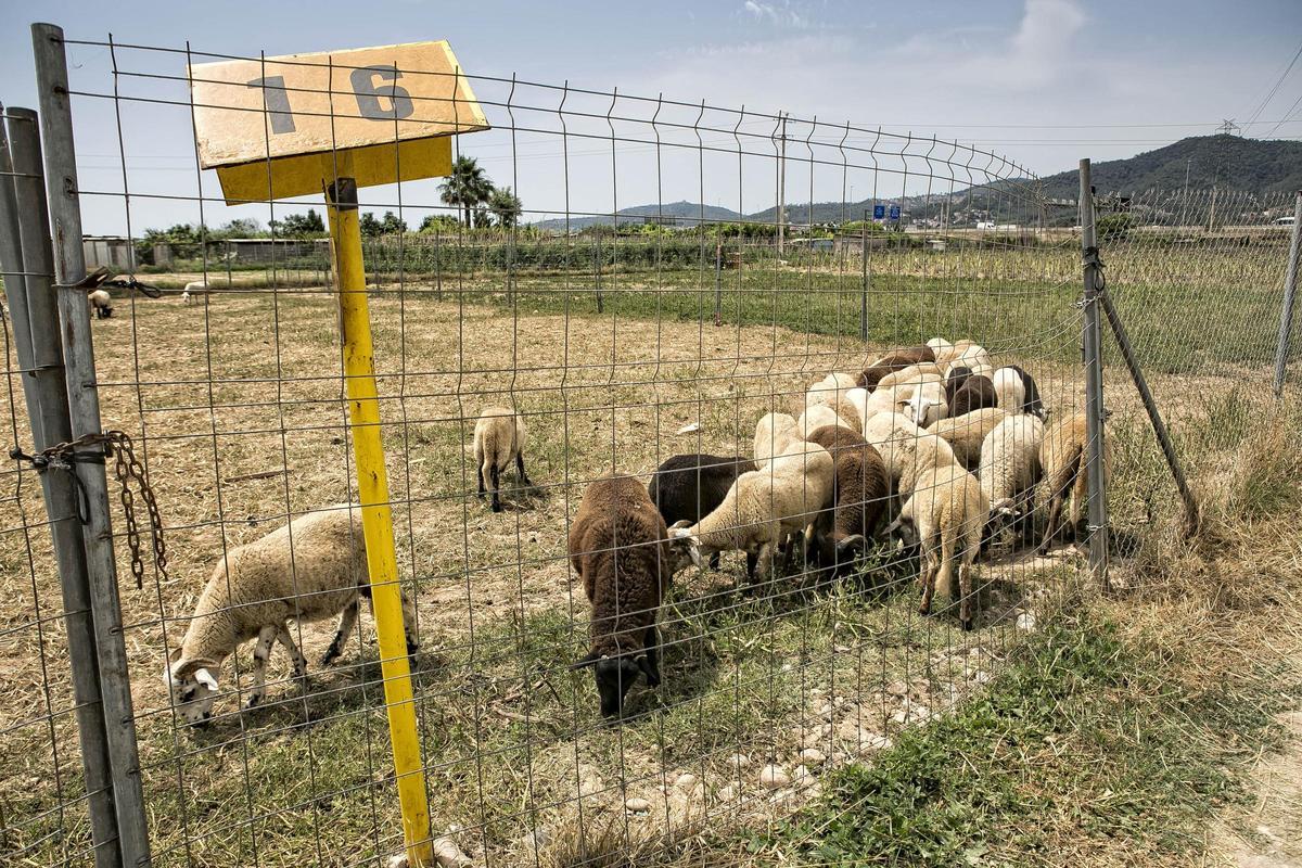 Un huerto de Sant Feliu de Llobregat en el Parc Agrari del Baix Llobregat.