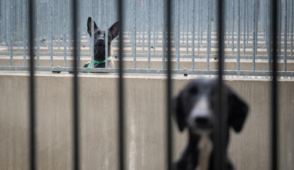 En 2025 se produjeron un total de 3.365 frente a los 3.693 en 2024.