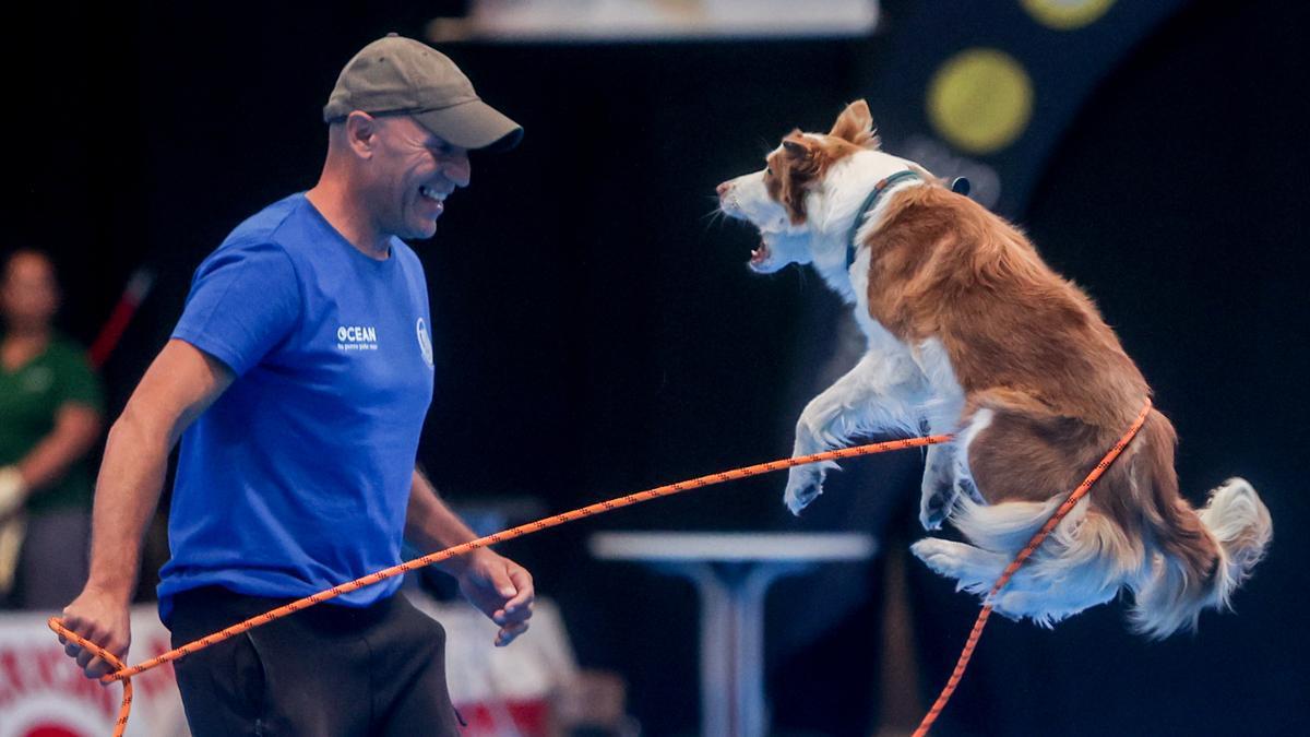 Mad Dog Show: fiebre por los perros en Madrid