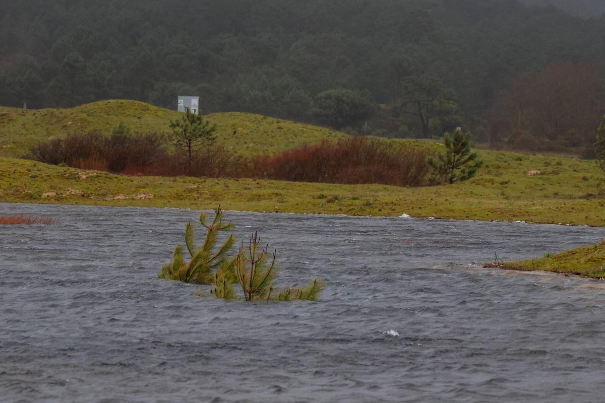 Las lagunas formadas en el istmo cubren pinos jóvenes.