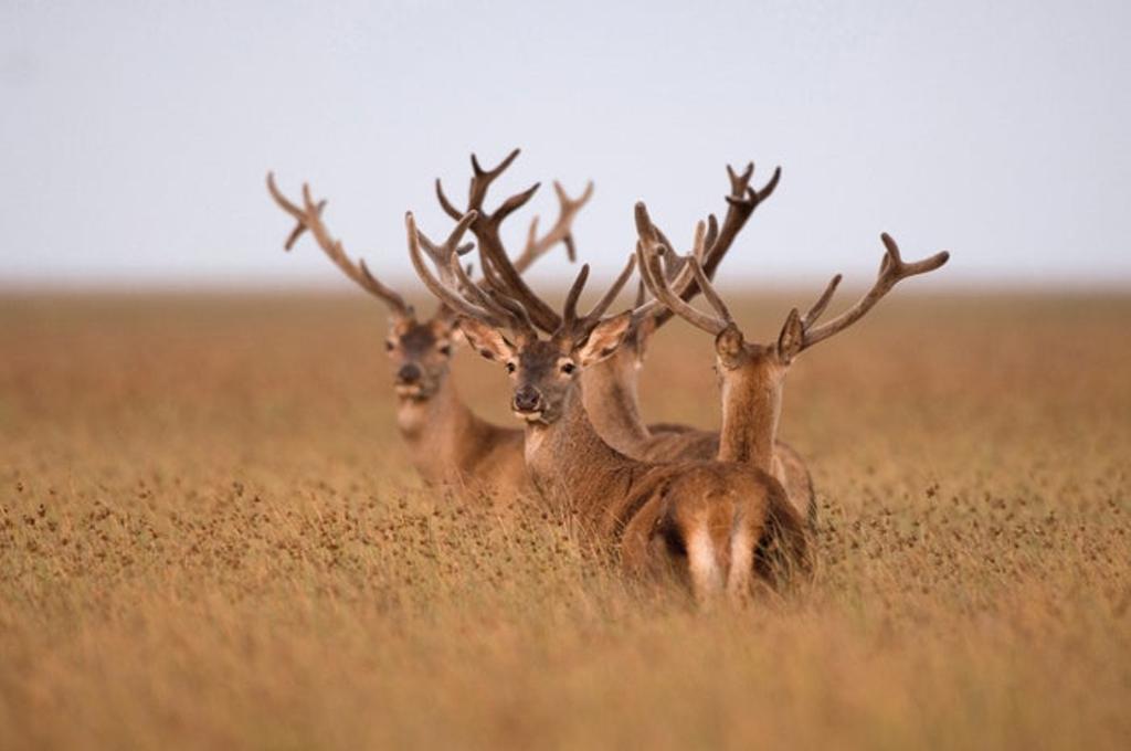 El Espacio Natural de Doñana fue declarado Patrimonio de la Humanidad por la Unesco en 1994