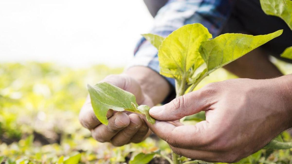 El plan de acción incluye medidas como la información y la comunicación sobre la agricultura ecológica .  | L.O.