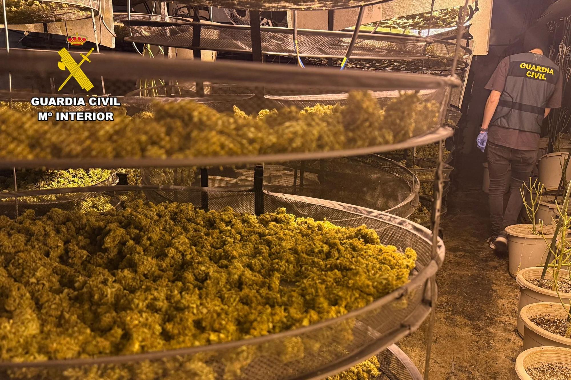 En imágenes | Detenidos cuatro miembros de una  organización criminal dedicada al cultivo de  marihuana en Cadrete cuando huían por el tejado