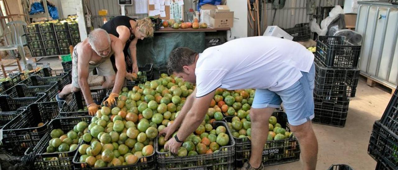 Javier Orts, junto a otros empleados, en trabajos de selección de tomates en Verdures Gorrito.