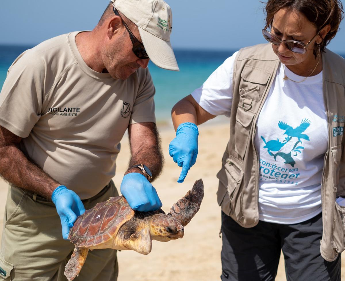 Persones voluntàries del Proyecte Tortugues, a Fuerteventura.