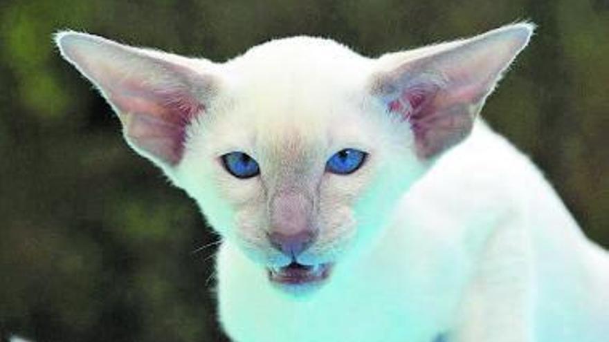 ¿Qué debemos hacer cuando a nuestro gato se le ha comenzado a caer pelo de las orejas?