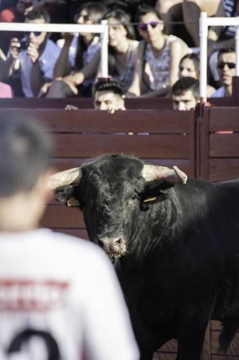 Concurso de cortes en la Plaza de Toros de Benaven