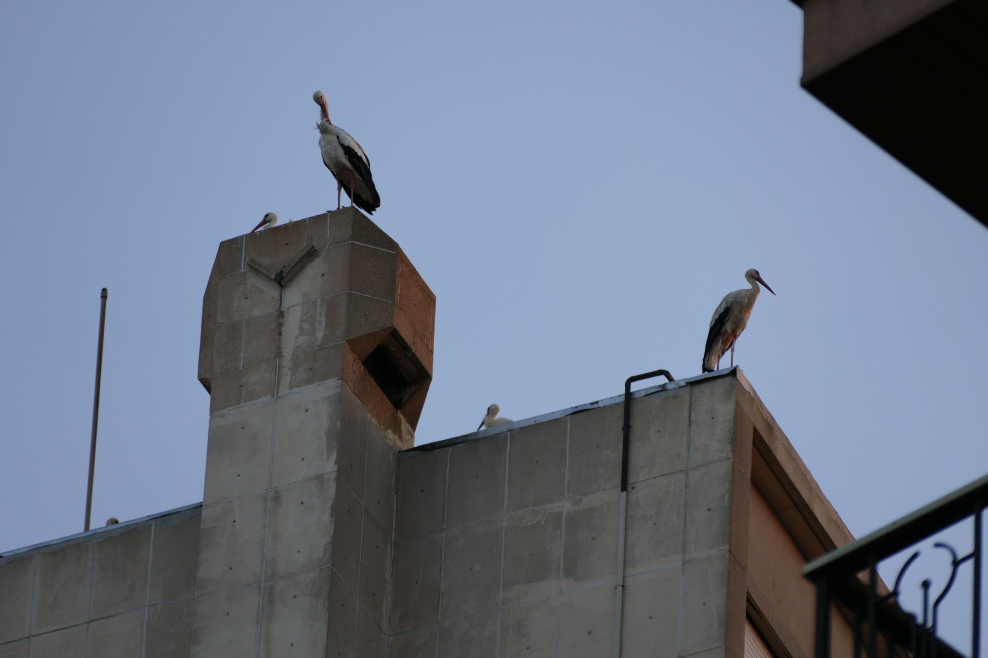 Dsenes de cigonyes fan parada a Figueres