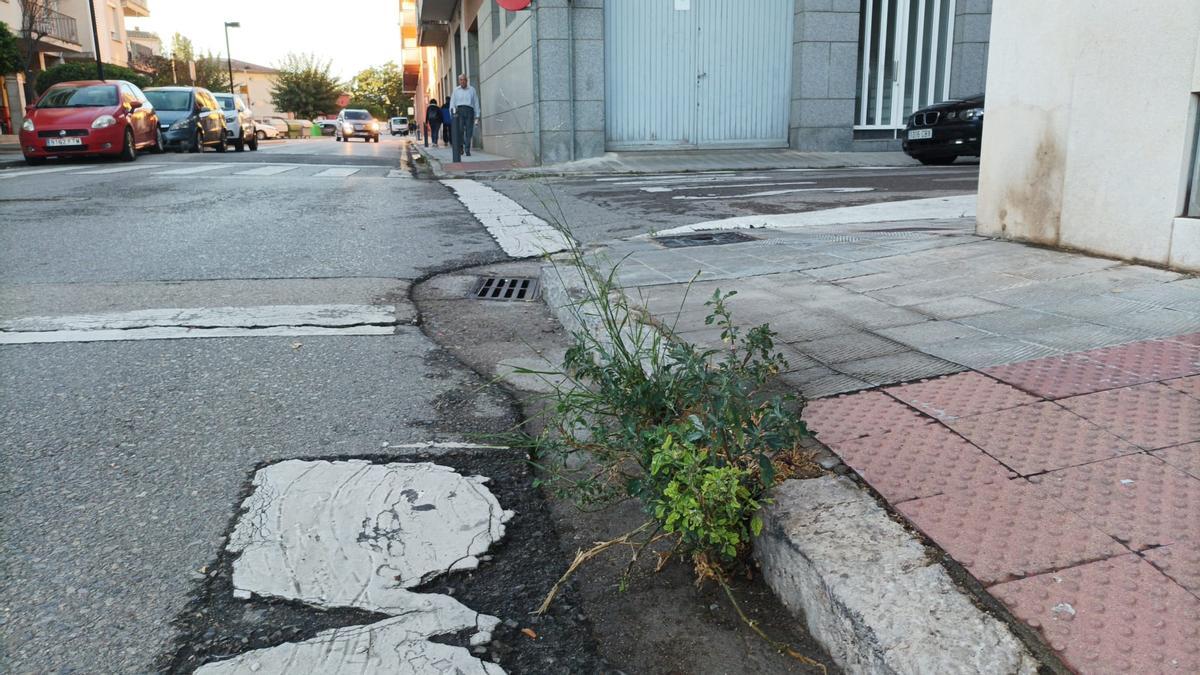 Herbes en una vorera de l'Eixample de Figueres, aquest divendres.